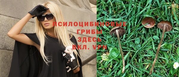 шишки Аркадак